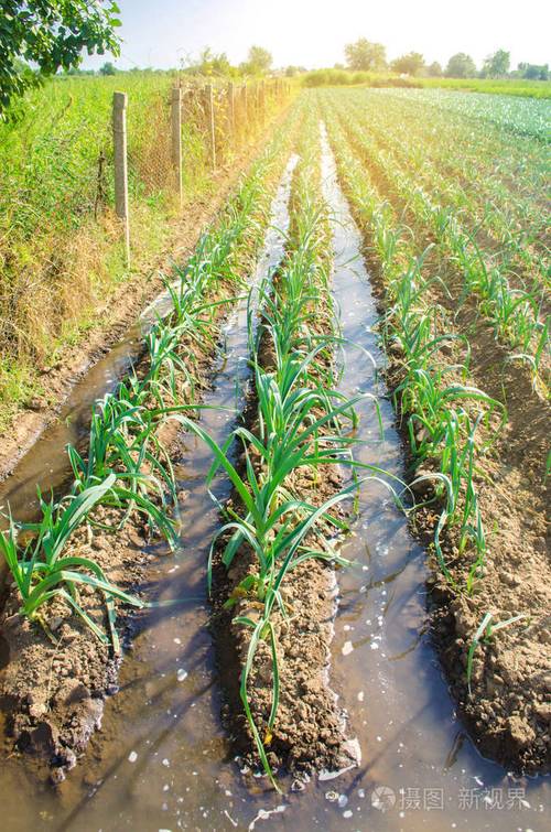 农作物灌溉的自然浇水韭菜种植园生长在田间蔬菜排农业